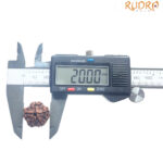 5 Mukhi Nepal Rudraksha - (20.00 MM)