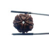 5 Mukhi Nepal Rudraksha - (20.12 MM)