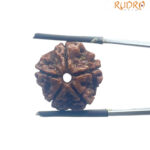 5 Mukhi Nepal Rudraksha - (20.12 MM)