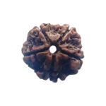 5 Mukhi Nepal Rudraksha - (20.12 MM)