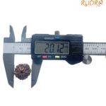 5 Mukhi Nepal Rudraksha - (20.12 MM)
