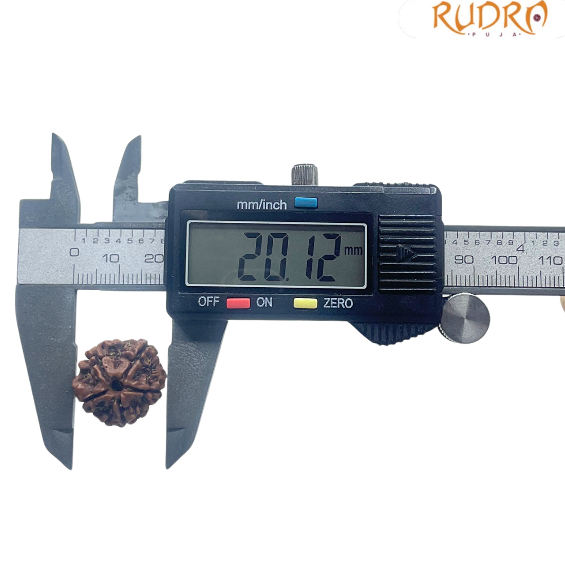 5 Mukhi Nepal Rudraksha - (20.12 MM)