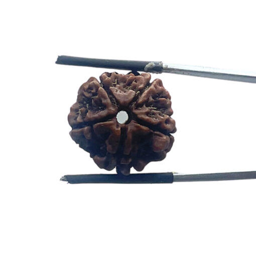 5 Mukhi Nepal Rudraksha - (20.12 MM)