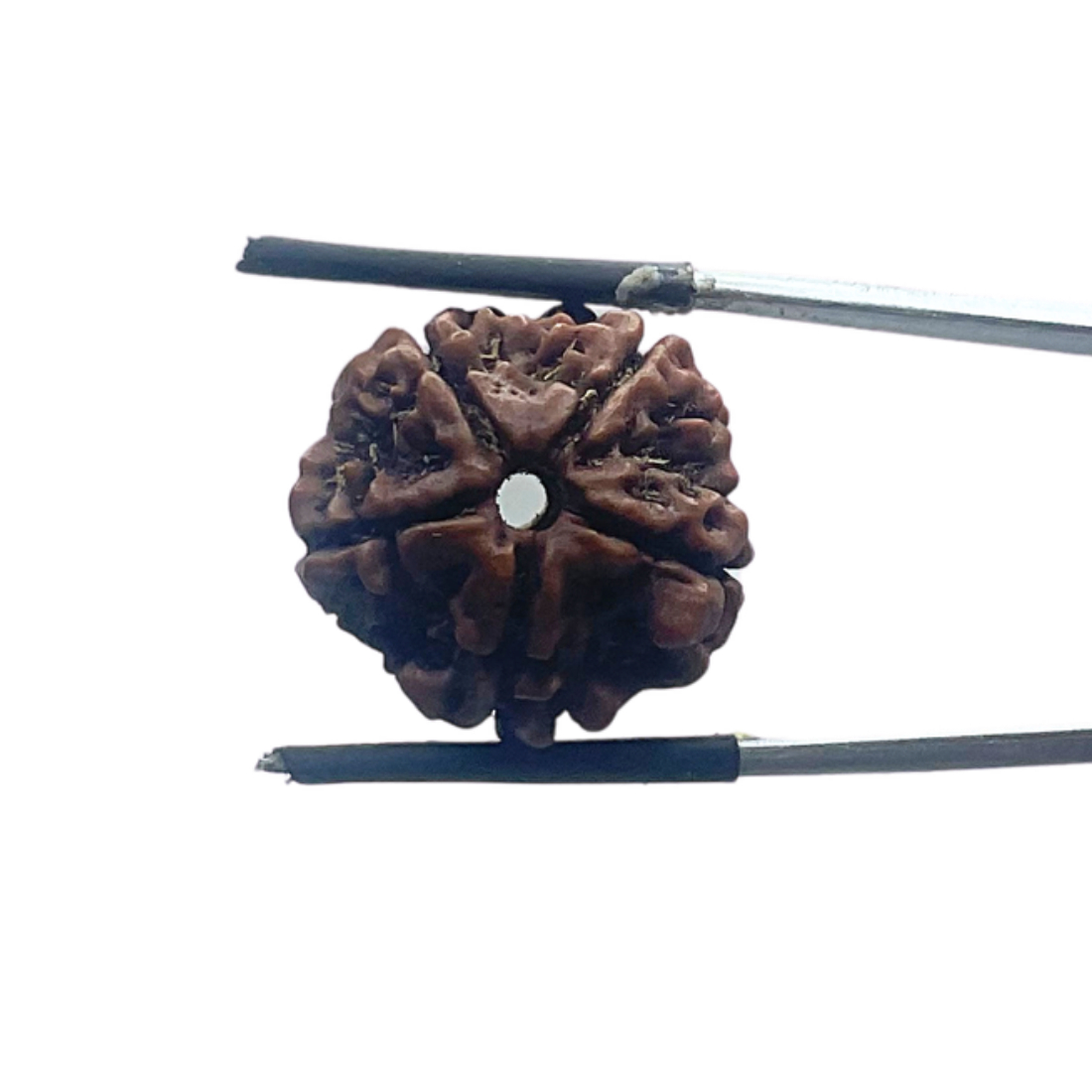 5 Mukhi Nepal Rudraksha - (20.12 MM)