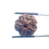 5 Mukhi Nepal Rudraksha - (20.20 MM)