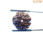5 Mukhi Nepal Rudraksha - (20.20 MM)