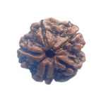 5 Mukhi Nepal Rudraksha - (20.20 MM)