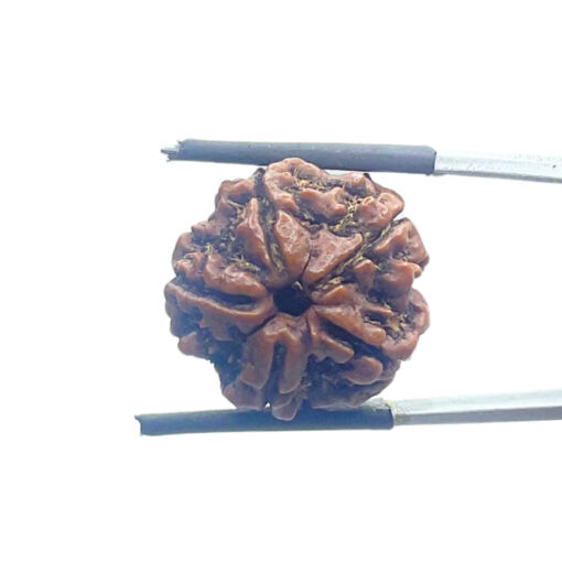 5 Mukhi Nepal Rudraksha - (20.20 MM)