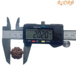 5 Mukhi Nepal Rudraksha - (20.20 MM)