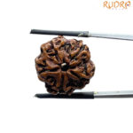 5 Mukhi Nepal Rudraksha - (20.30 MM)
