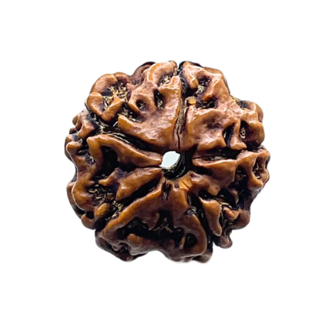 5 Mukhi Nepal Rudraksha - (20.30 MM)