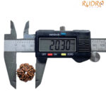 5 Mukhi Nepal Rudraksha - (20.30 MM)