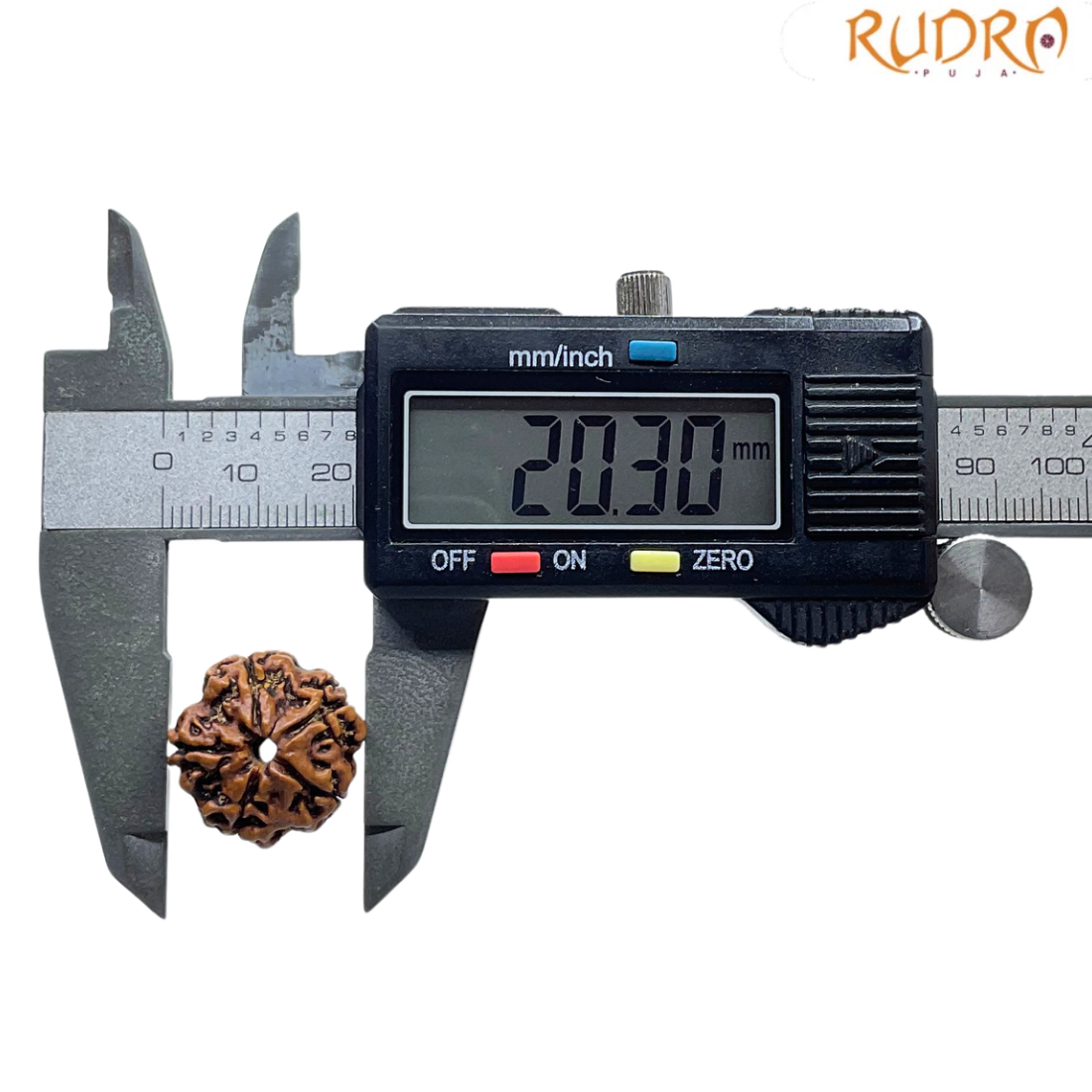 5 Mukhi Nepal Rudraksha - (20.30 MM)