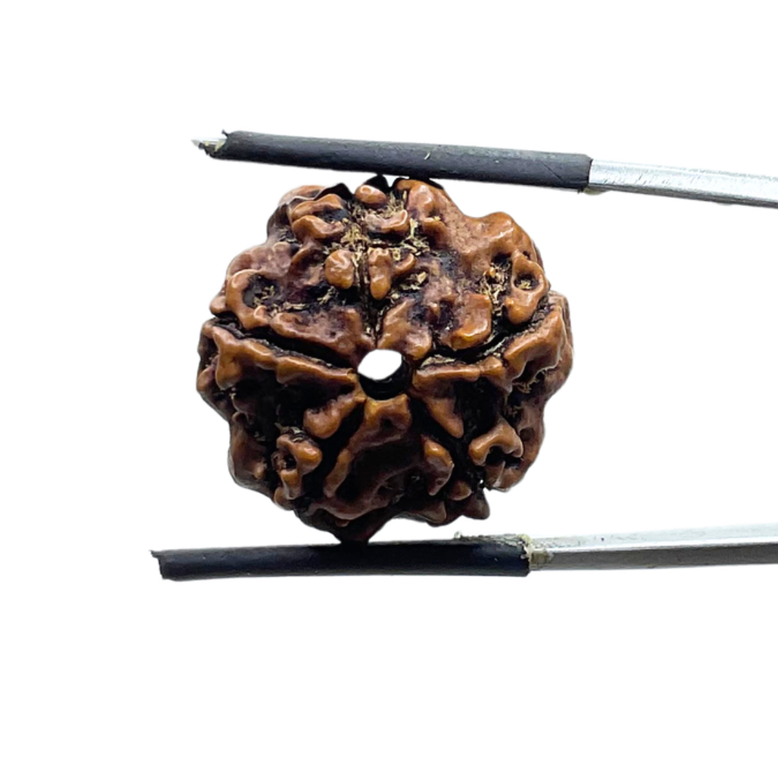 5 Mukhi Nepal Rudraksha - (20.30 MM)