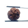 5 Mukhi Nepal Rudraksha - (20.66 MM)