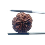 5 Mukhi Nepal Rudraksha - (20.66 MM)