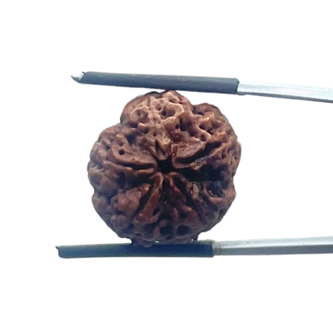5 Mukhi Nepal Rudraksha - (20.66 MM)