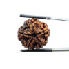 5 Mukhi Nepal Rudraksha - (20.66 MM)