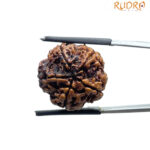 5 Mukhi Nepal Rudraksha - (20.66 MM)