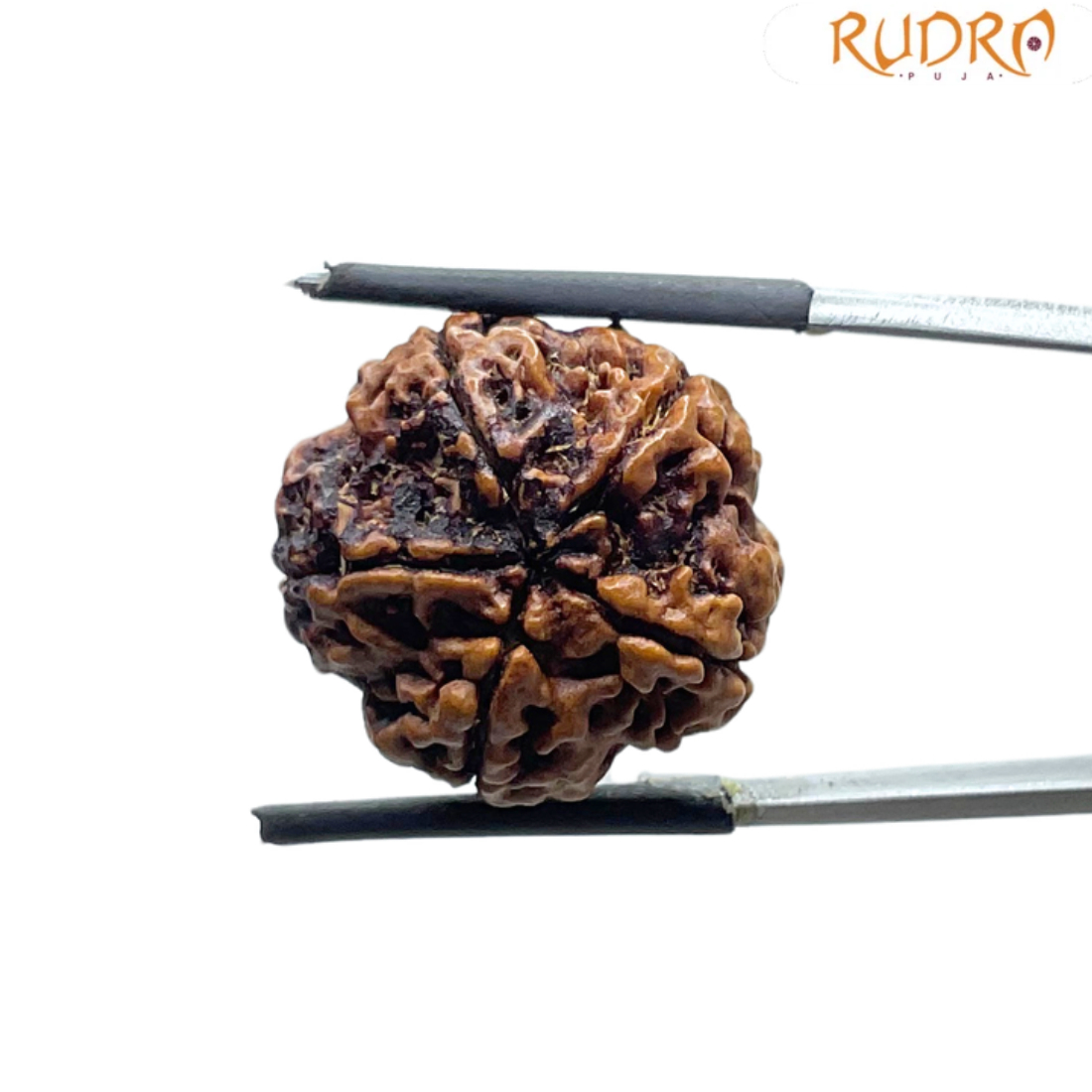 5 Mukhi Nepal Rudraksha - (20.66 MM)