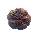5 Mukhi Nepal Rudraksha - (20.66 MM)