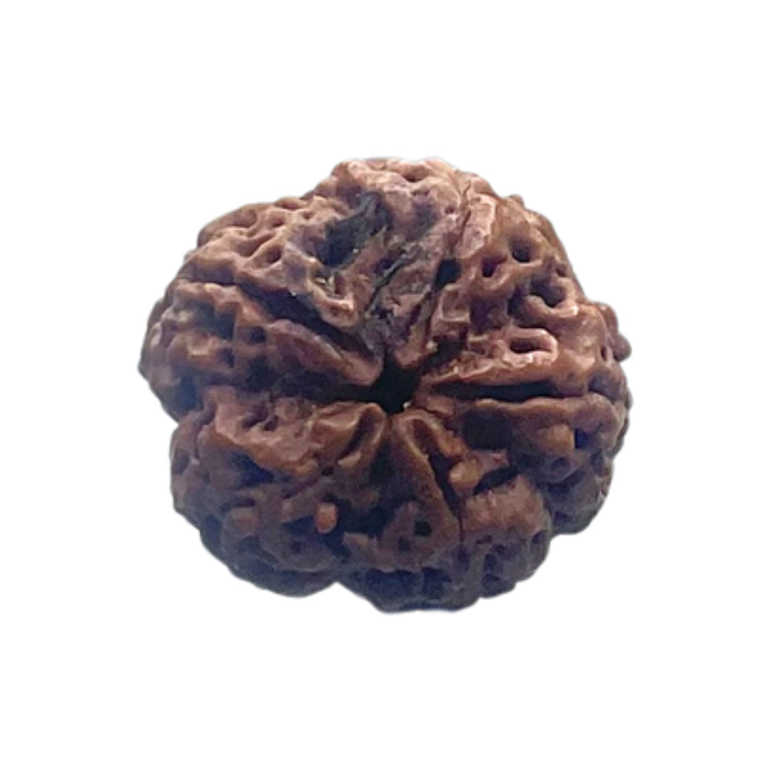 5 Mukhi Nepal Rudraksha - (20.66 MM)