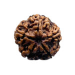 5 Mukhi Nepal Rudraksha - (20.66 MM)
