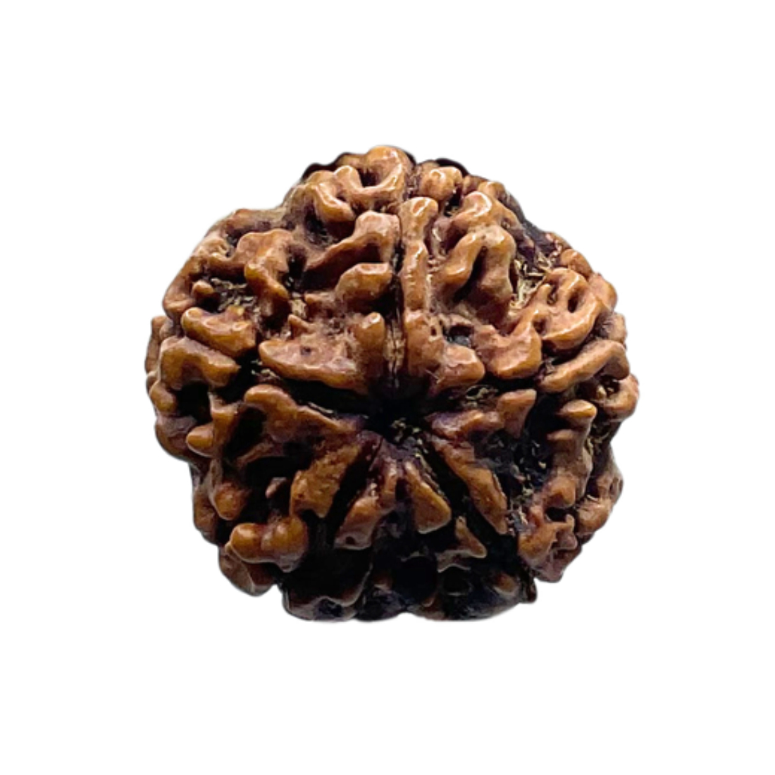 5 Mukhi Nepal Rudraksha - (20.66 MM)