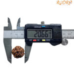 5 Mukhi Nepal Rudraksha - (20.66 MM)