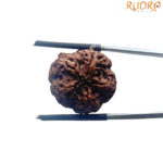 5 Mukhi Nepal Rudraksha - (20.66 MM)