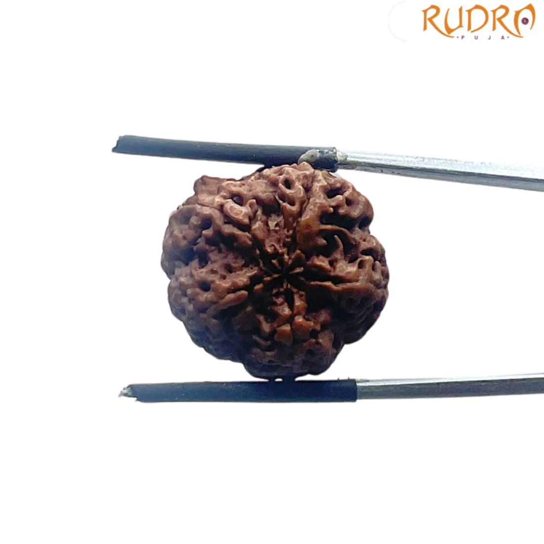 5 Mukhi Nepal Rudraksha - (20.66 MM)