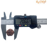 5 Mukhi Nepal Rudraksha - (20.66 MM)