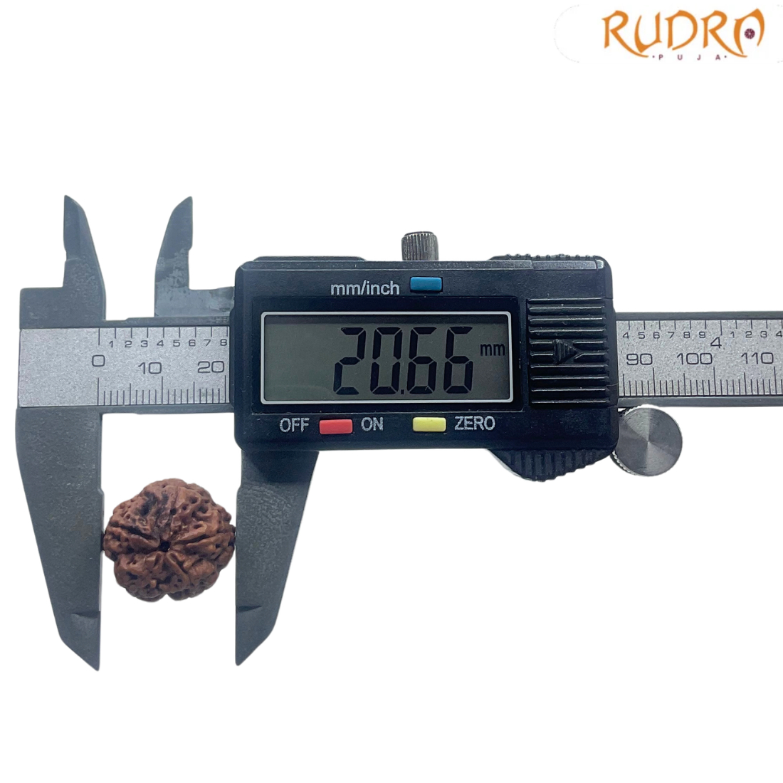 5 Mukhi Nepal Rudraksha - (20.66 MM)