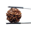 5 Mukhi Nepal Rudraksha - (20.72 MM)