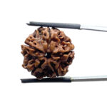 5 Mukhi Nepal Rudraksha - (20.72 MM)