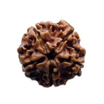 5 Mukhi Nepal Rudraksha - (20.72 MM) - Image 3