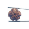 5 Mukhi Nepal Rudraksha - (21.86 MM)