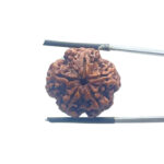 5 Mukhi Nepal Rudraksha - (21.86 MM)