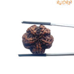 5 Mukhi Nepal Rudraksha - (21.86 MM)