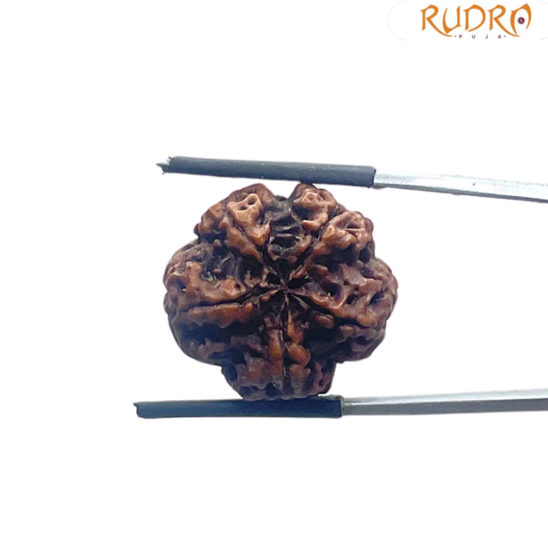 5 Mukhi Nepal Rudraksha - (21.86 MM)