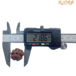 5 Mukhi Nepal Rudraksha - (21.86 MM)