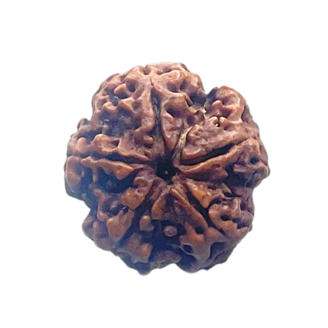 5 Mukhi Nepal Rudraksha - (21.86 MM) - Image 3