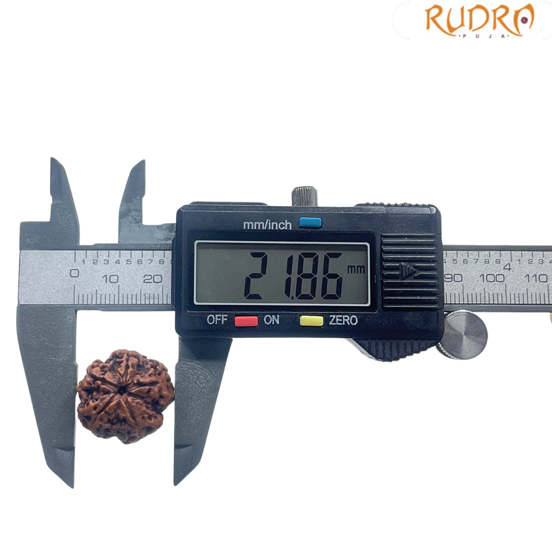 5 Mukhi Nepal Rudraksha - (21.86 MM)