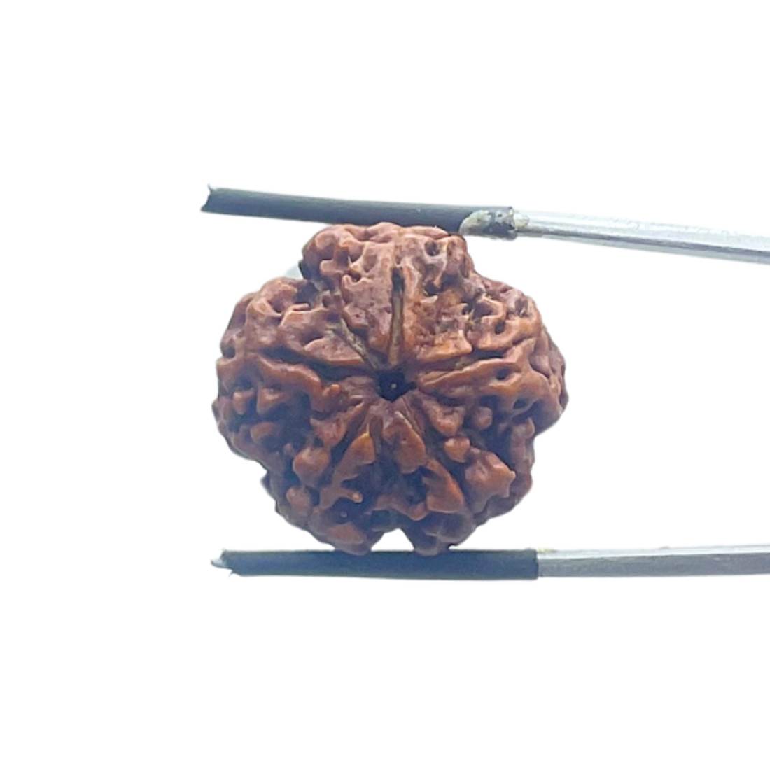 5 Mukhi Nepal Rudraksha - (21.86 MM)