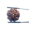 5 Mukhi Nepal Rudraksha - (22.15 MM)