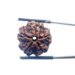 5 Mukhi Nepal Rudraksha - (22.15 MM)