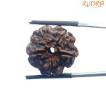 5 Mukhi Nepal Rudraksha - (22.15 MM)