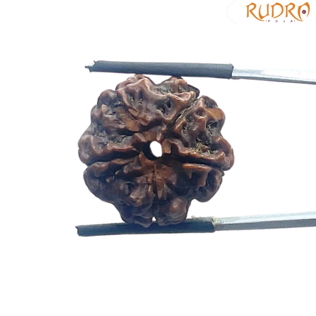 5 Mukhi Nepal Rudraksha - (22.15 MM)