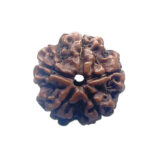 5 Mukhi Nepal Rudraksha - (22.15 MM)