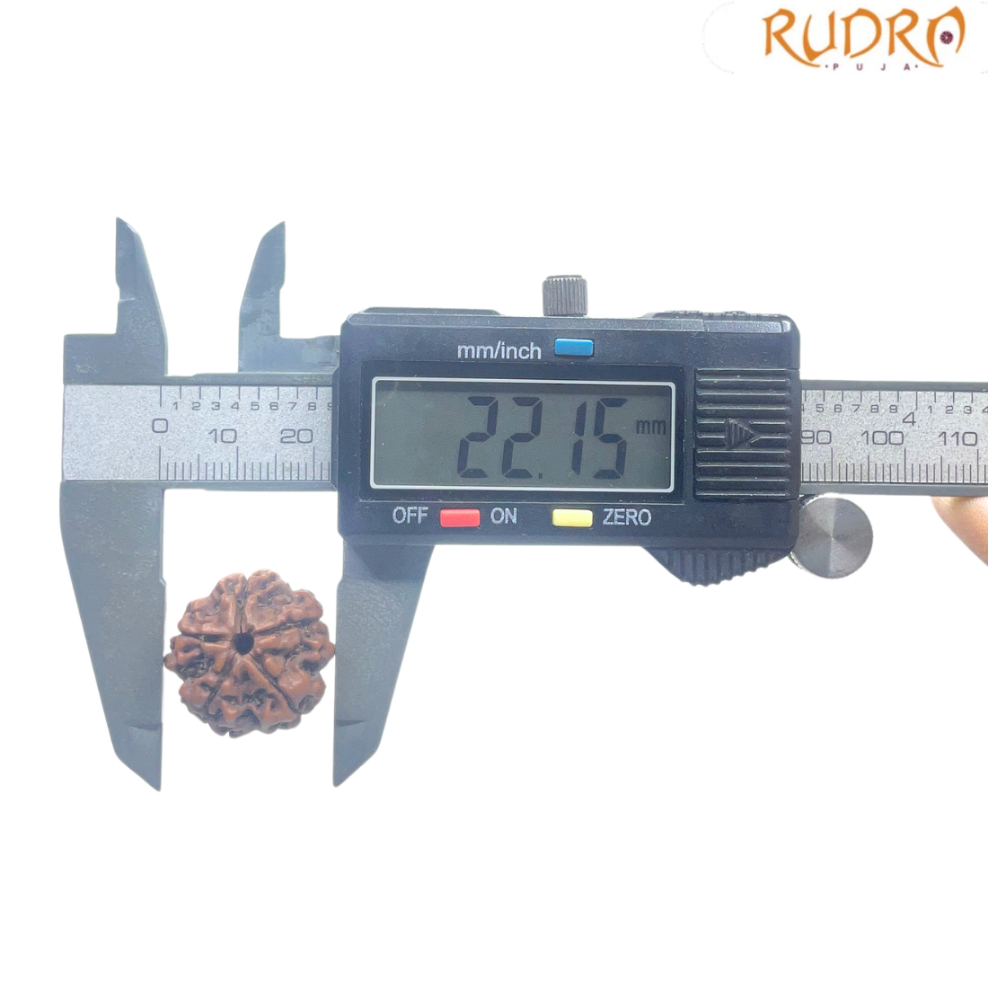 5 Mukhi Nepal Rudraksha - (22.15 MM)